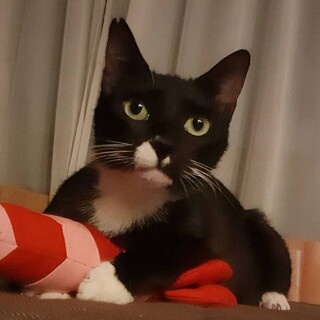 【デルタ】人間大好きな甘えん坊