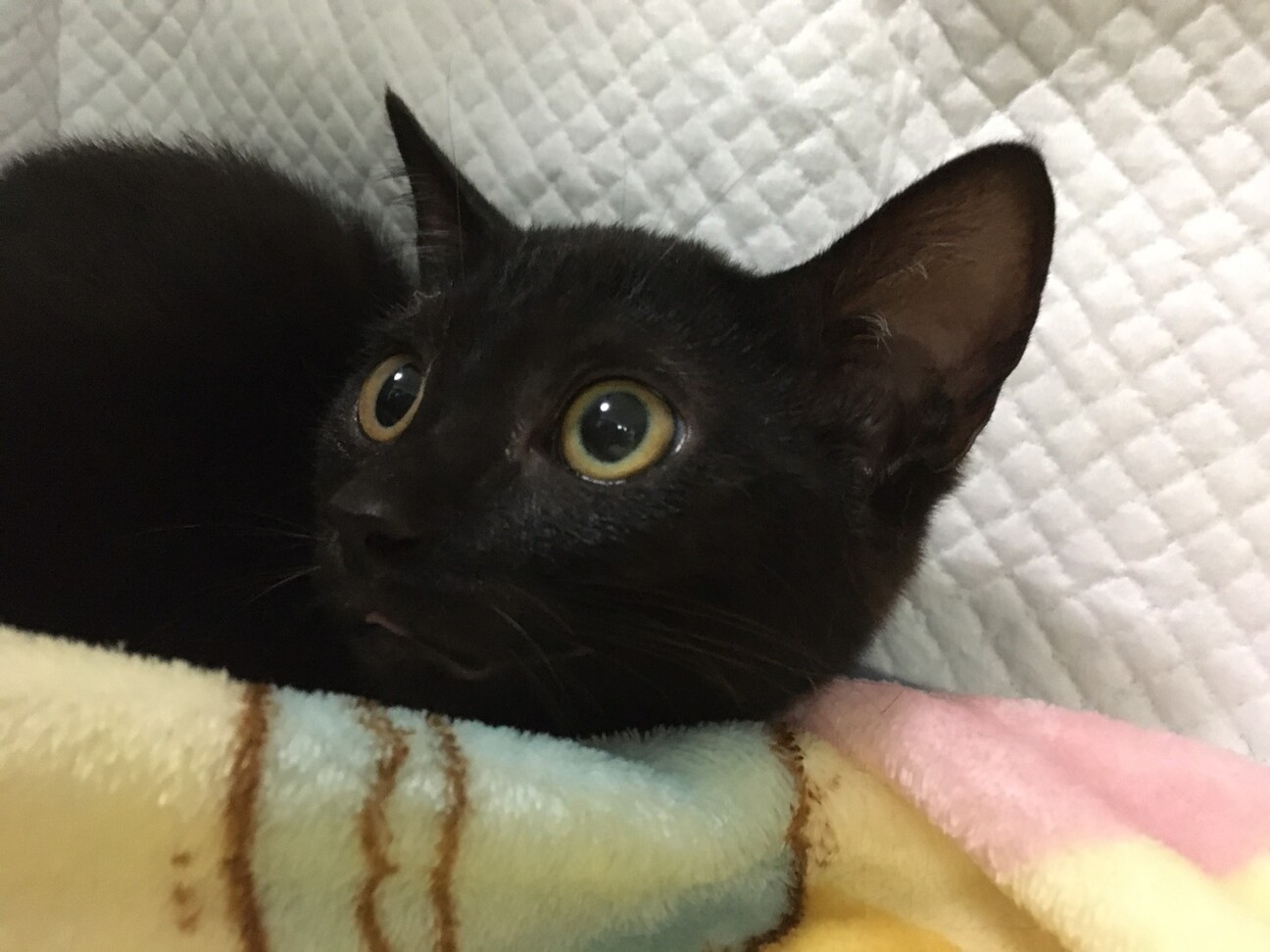 可愛い黒猫 くみちゃ 埼玉県 猫の里親募集 ペットのおうち 月間利用者150万人