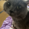 長毛グレーのかわいい甘えん坊☆大牙くん
