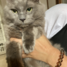 長毛グレーのかわいい甘えん坊☆大牙くん サムネイル4