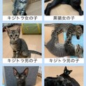 キジトラと黒猫の子猫ちゃん