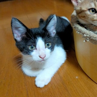 ハチワレ男子♪ベタ馴れで人が大好き