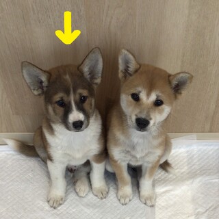 福岡：動物病院発！柴ミックス ソックスくん