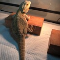 フトアゴヒゲトカゲ♀アダルト　里親募集