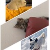 どうぶつ大好き家族