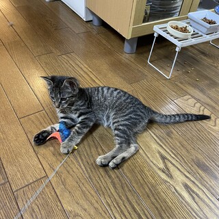 キジトラ4ヶ月の女の子