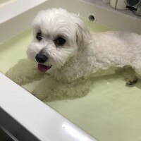 見山しろ