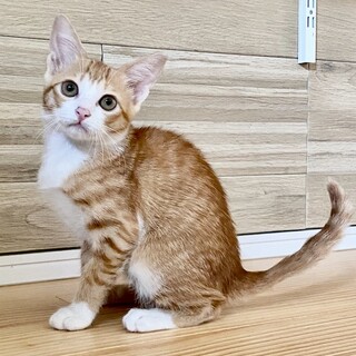 らるちゃ♡家族ができました