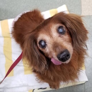 可愛い〰️ダックスの女の子