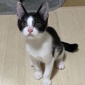 ちょっとシャイなハチワレボーイ☆祭くん