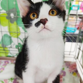 個性的なおひげ模様の女の子