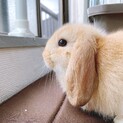 ホーランドロップ　3ヶ月