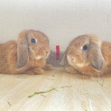 写真右　ホーランドロップ　8ヶ月　メス　