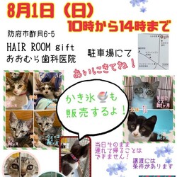 ねこの譲渡会