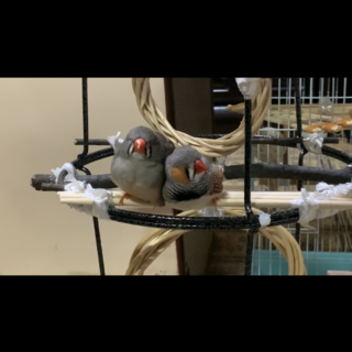 【キンカチョウ】オスメスつがいの幼鳥【里親募集】