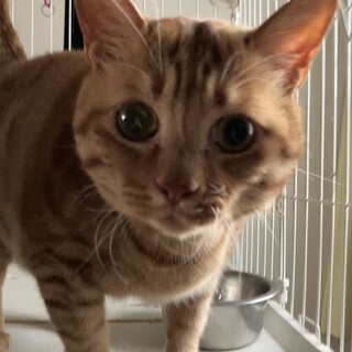 【ゆっくりトライアル可】かわいい茶トラ