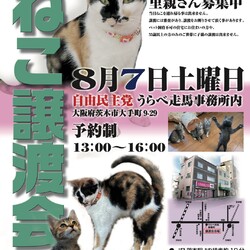 第2回子ねこ譲渡会@茨木市