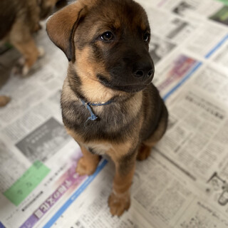 センターよりレスキューした母犬から産まれた仔犬
