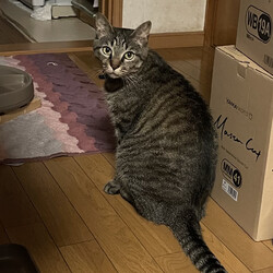 桃、天、6歳になりました(*^o^*)