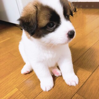 一旦停止中です(どんちゃん)