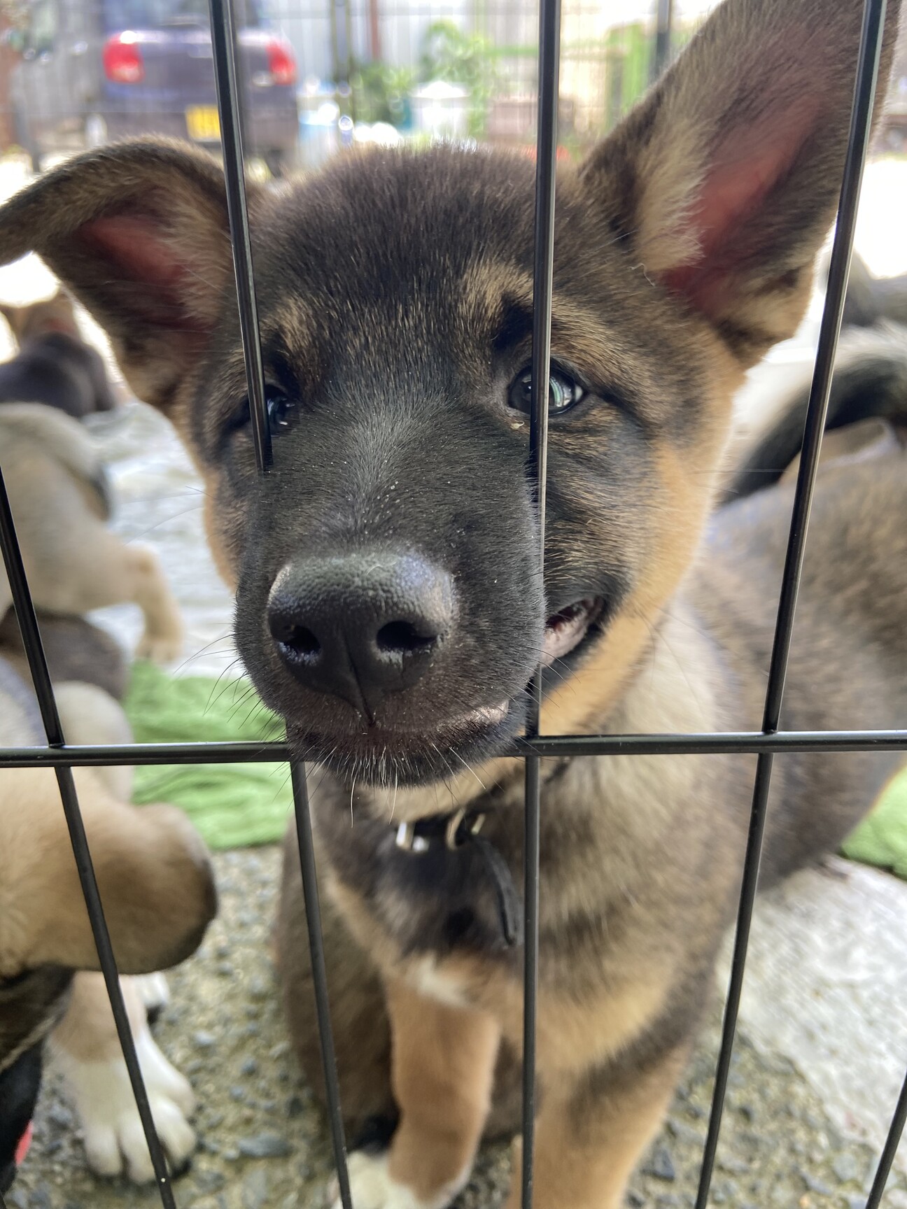 レスキューした母犬から産 山口県 犬の里親募集 3746 ペットのおうち 月間利用者150万人