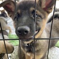 レスキューした母犬から産まれた子犬(交渉中)