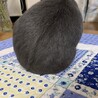 うさぎ　ネザーランドドワーフ　里親さん探し サムネイル5