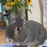 うさぎ　ネザーランドドワーフ　里親さん探し サムネイル6