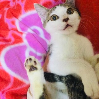 ☆どうしても捕まらなかった母猫のこども　