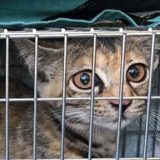 ☆どうしても捕まらなかった母猫のこども