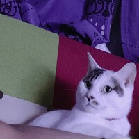 アルト