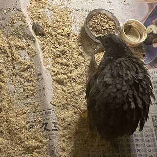 うずらの里親募集！　お願いします！