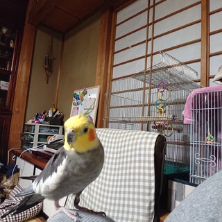 素敵な里親様と交渉の為締め切ります！