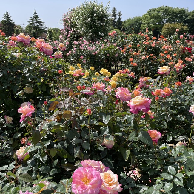 味玉のカバー写真