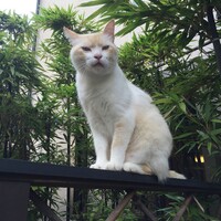チョビ