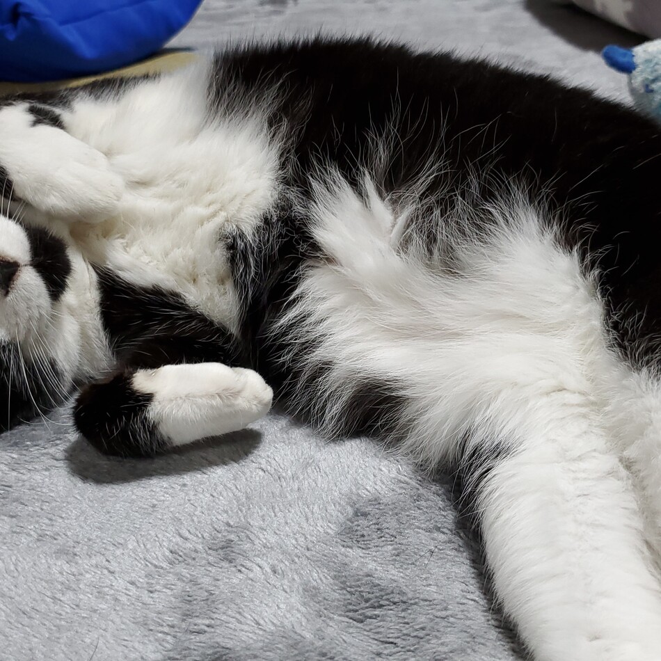 ちょびのカバー写真