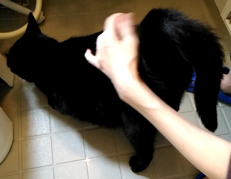 信頼度 1 猫がオーナー 東京都 猫の里親募集 ペットのおうち 月間利用者150万人 信頼度 1 猫がオーナー 東京都 猫の里親募集 ペットのおうち 月間利用者150万人