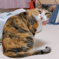 みけ