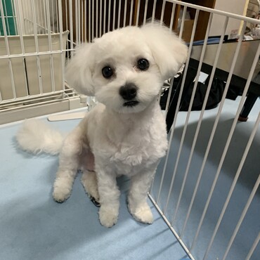 夏になってからトリミングの予約が取れなくてモッサモサ状態からやっとトリミングの予約が取れてさっぱりしたロイ