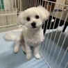 夏になってからトリミングの予約が取れなくてモッサモサ状態からやっとトリミングの予約が取れてさっぱりしたロイ