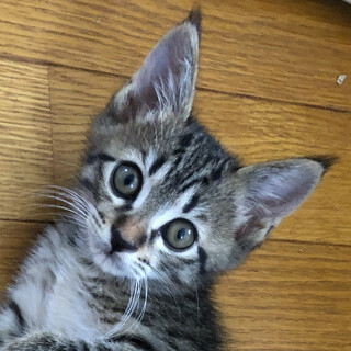 募集停止❤️人懐っこい男子サッチモ