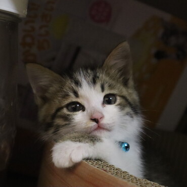 こねこ時代