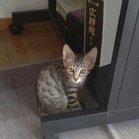 もち