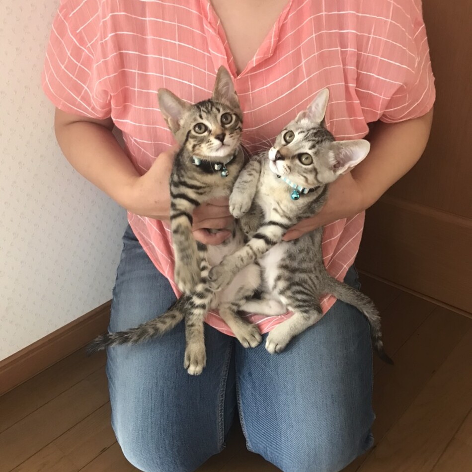もちのカバー写真