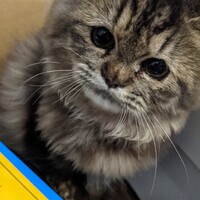 ハッピー