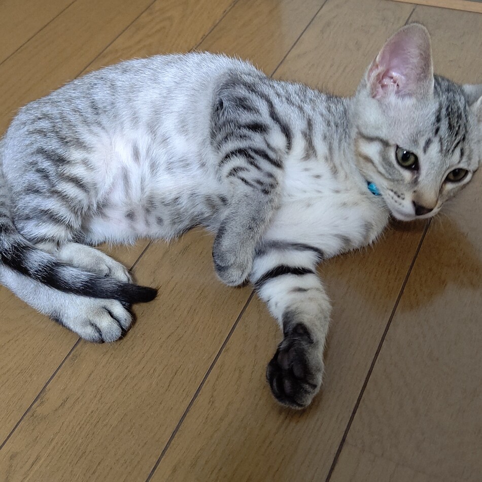 まるのカバー写真