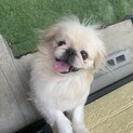 陽気なペキニーズ☆