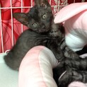 美形こねこちゃん