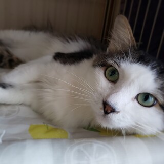 超イケニャン！長毛すばる君