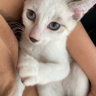 素敵な里親さんがみつかりました☆ピノくん